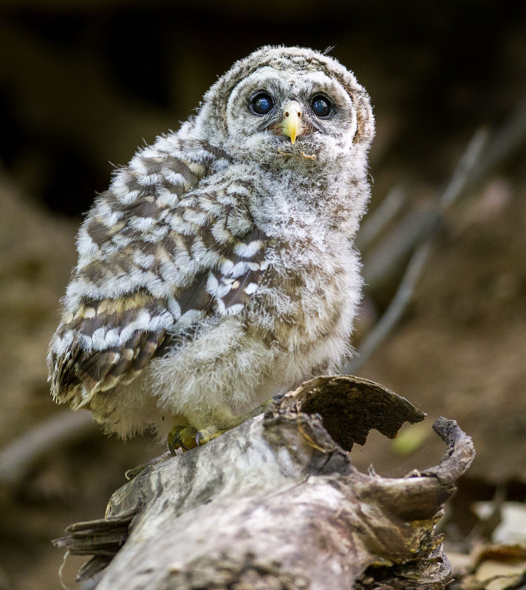 Baby Barred Owls At Bog Garden Baby Barred Owls At Bog Garden