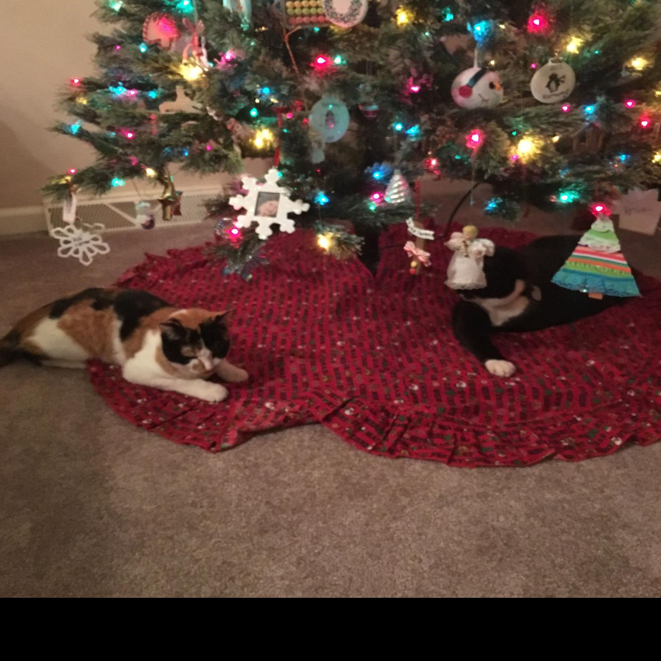 Pet Shop Ariel And Peanut Square Off The Christmas Tree Blog The Pet Shop Greensboro Com