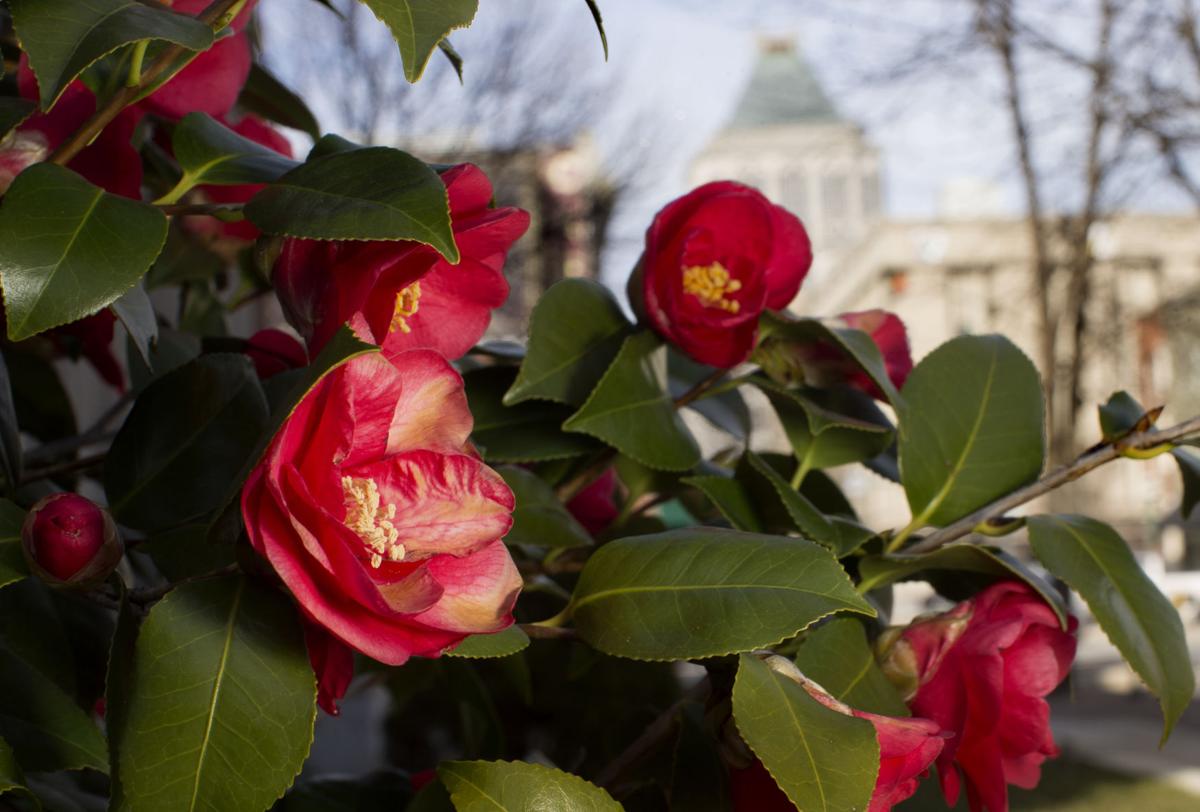 Greensboro red camellia: Thank you for your winter blooms | Local News