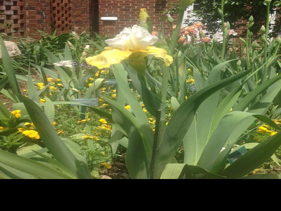 From Our Gardens Iris The Neglected Perennial Lifestyles Greensboro Com