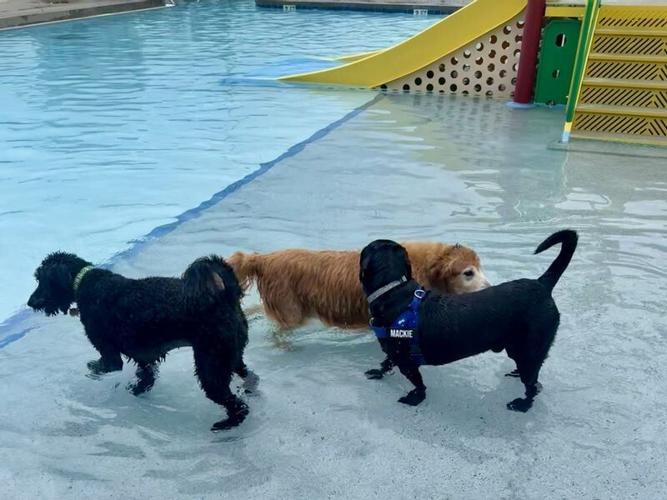 More Than 60 Dogs Make a Splash at the 2026 Dog Day at the Pool