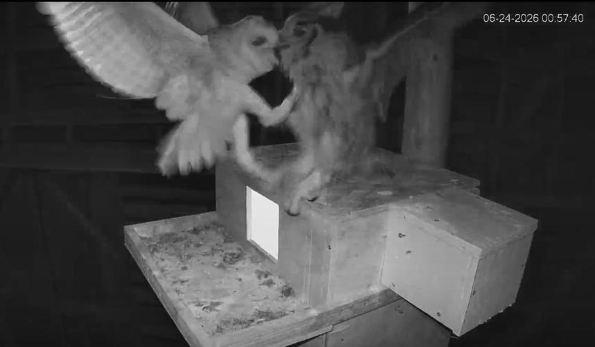 owls fighting.png
