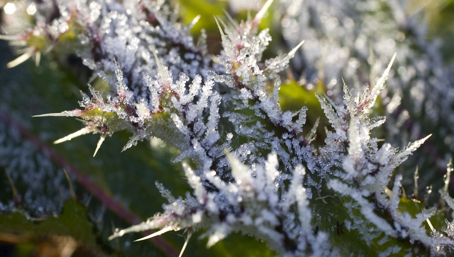 Frost Yes. Winter Nope