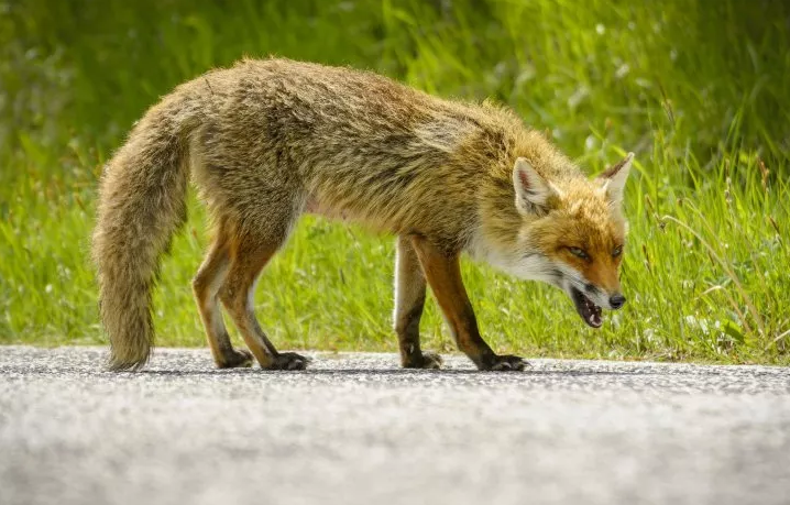 Rockingham confirms first 2021 rabies case in fox