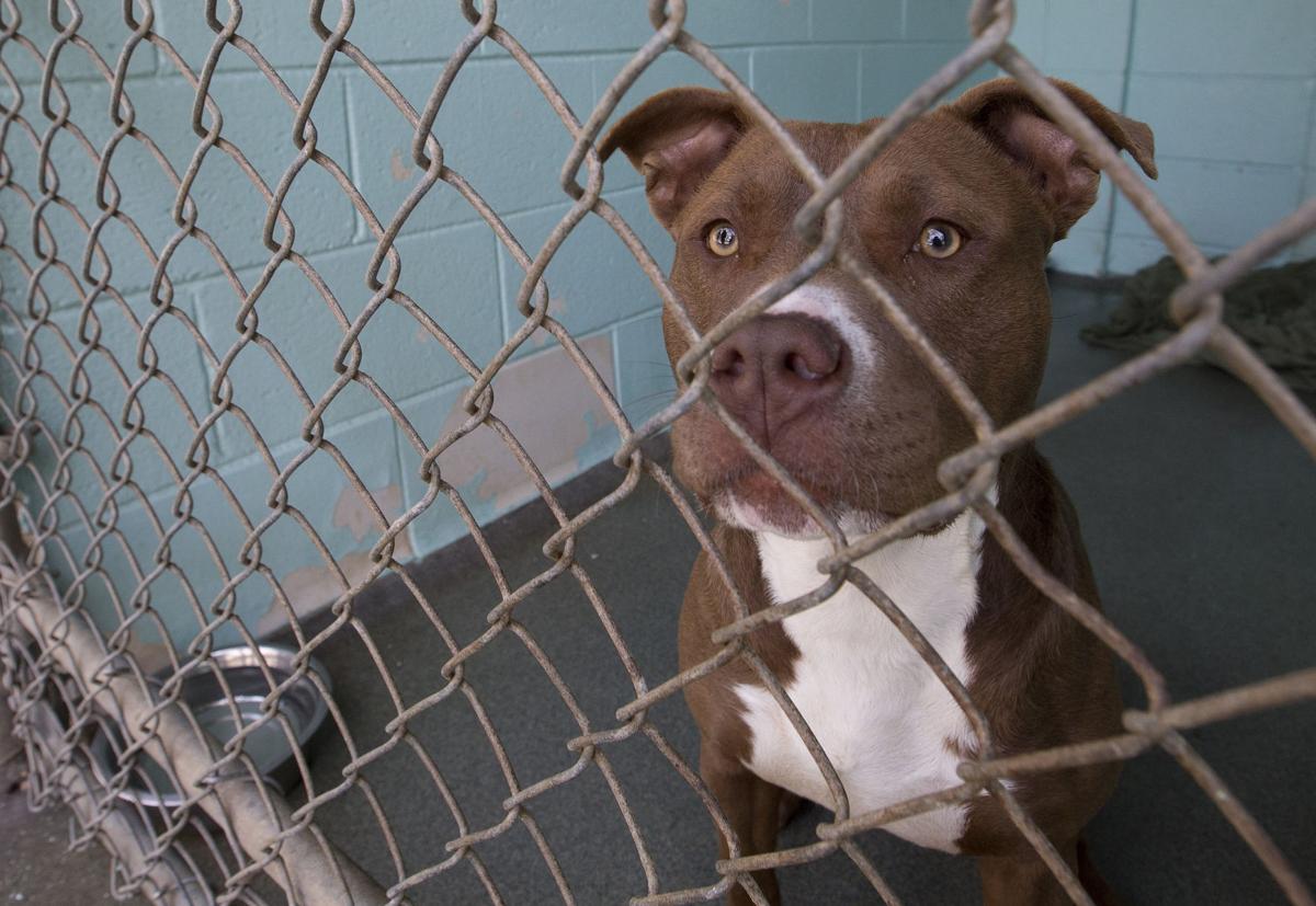 Guilford names new county animal shelter director Local Guilford names new county animal shelter director Local