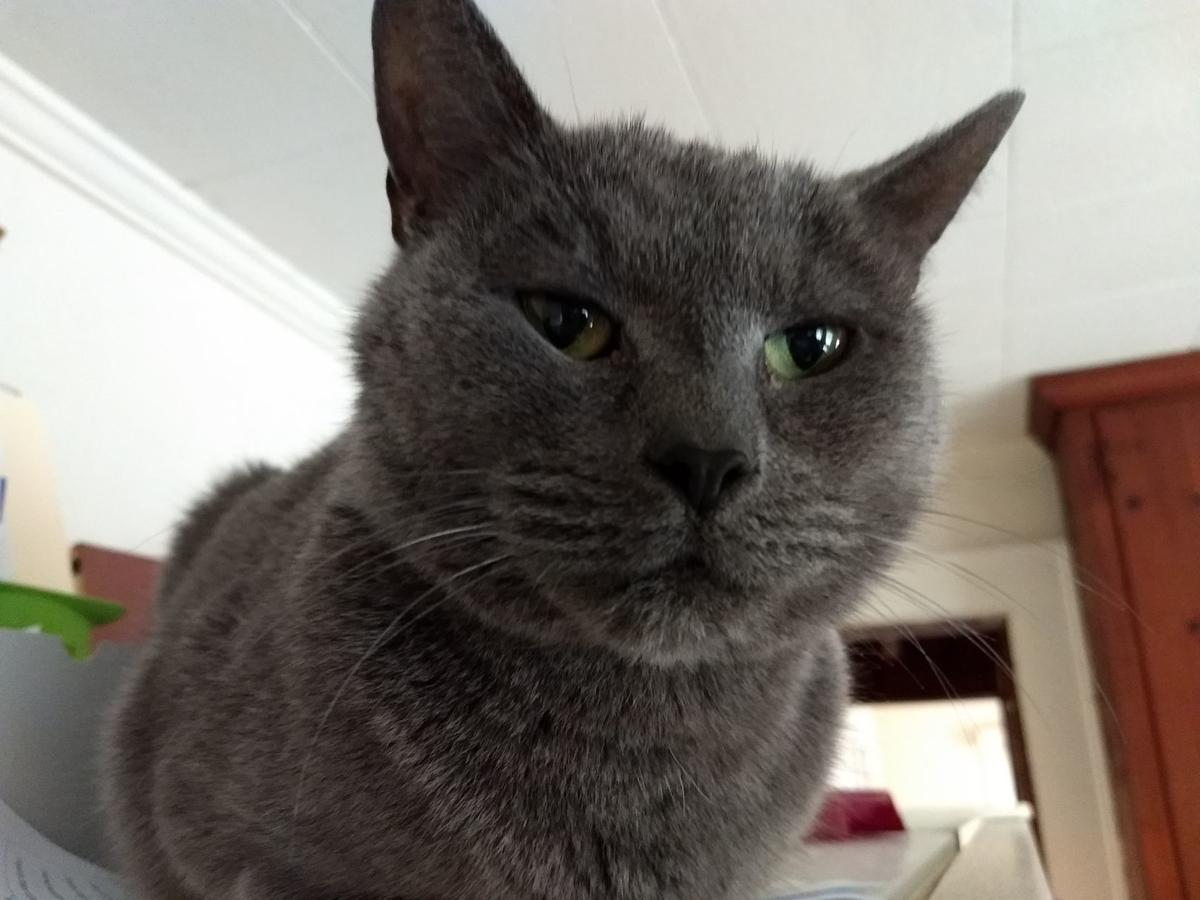 The Pet Shop Owner Ponders How Two Of Her Cats Became Diabetic
