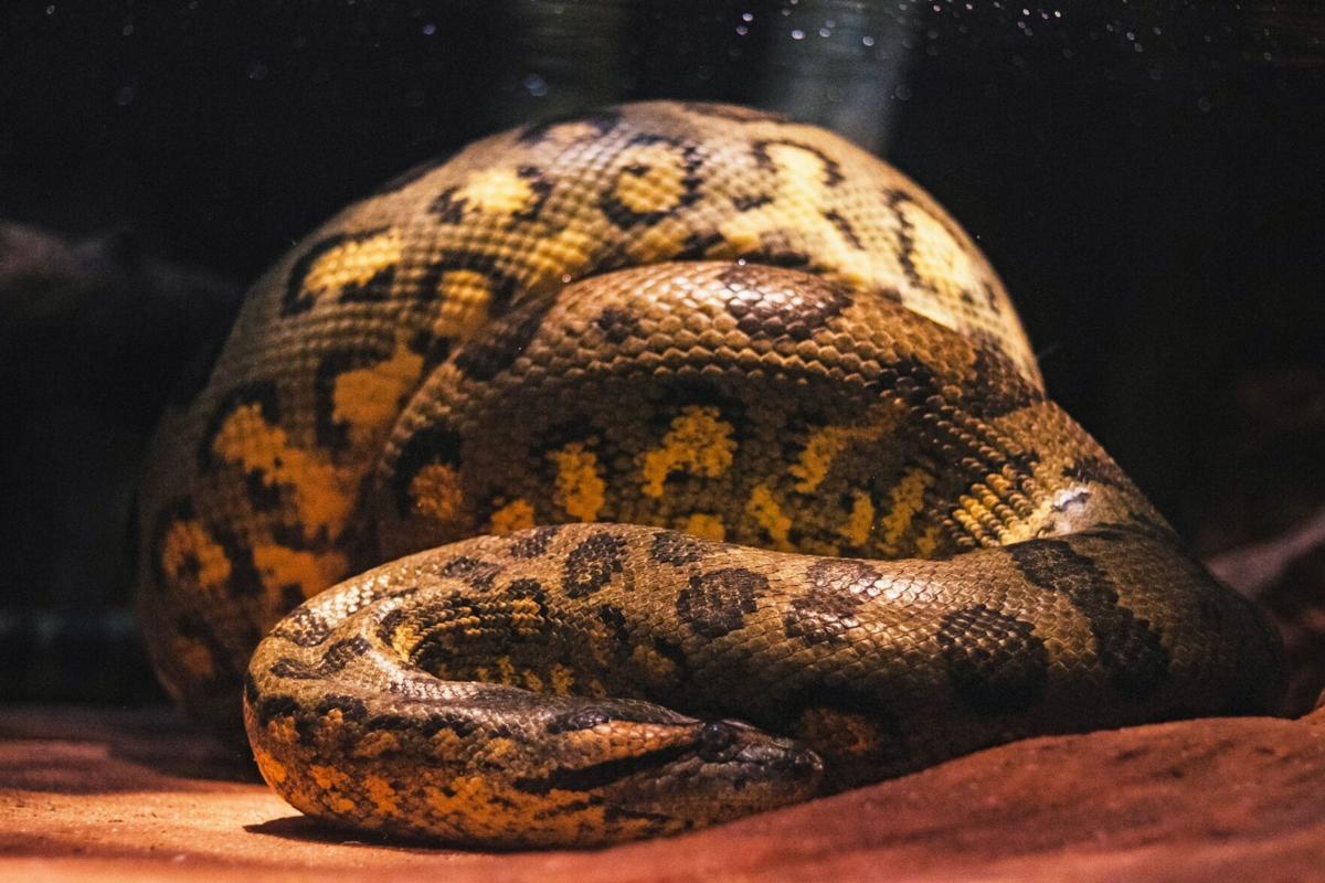 Babalou, the green anaconda at the Greensboro Science Center, has died