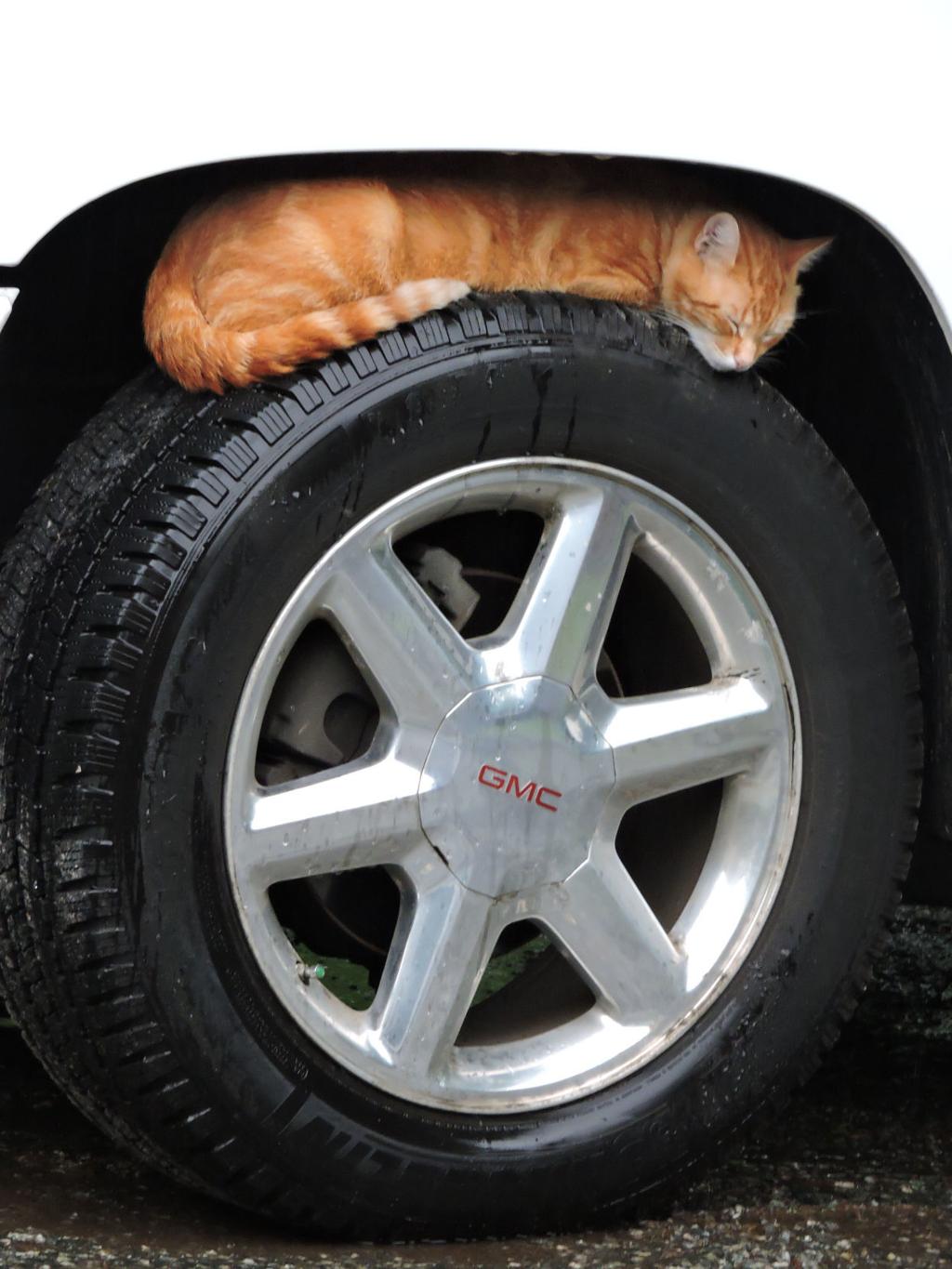 Personal Adds Feral Cat Is Still The King Blog The Pet Shop