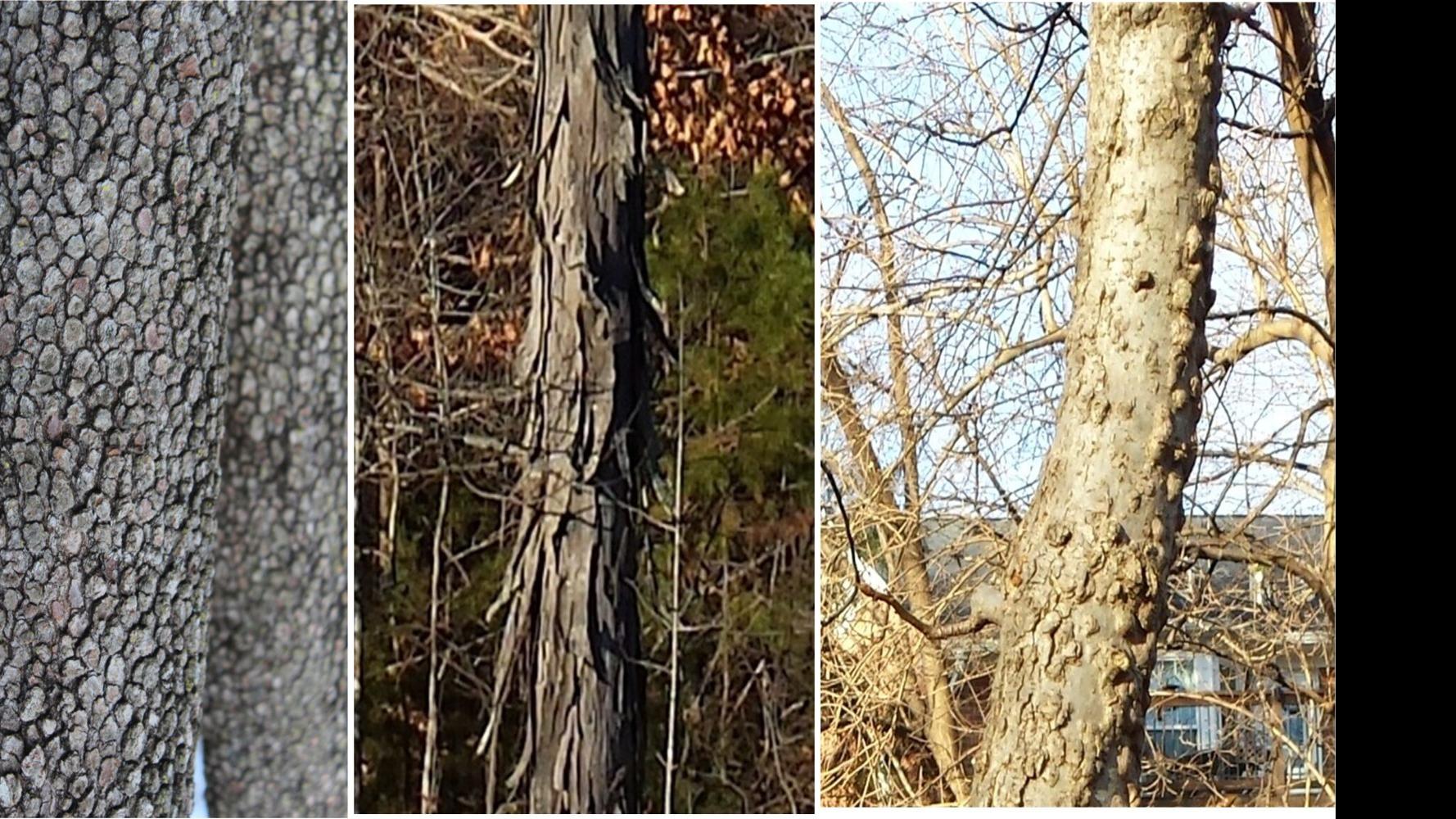 A Closer Look Tree Bark Beholds Unique Designs Various Uses Community Greensboro Com