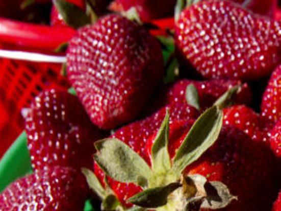 Where To Pick Strawberries Lifestyles Greensboro Com