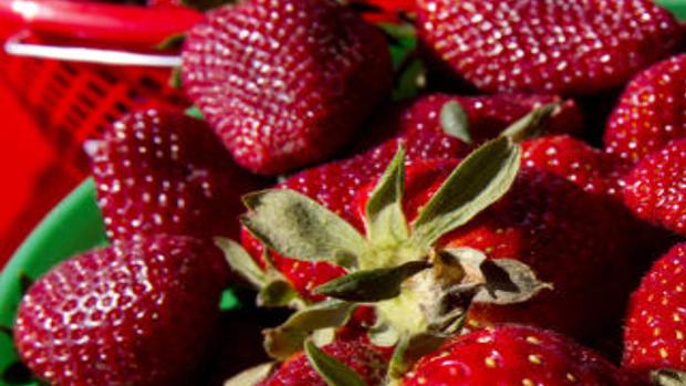 Where To Pick Strawberries Lifestyles Greensboro Com