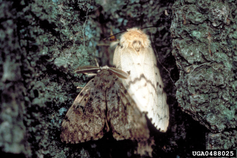 Gypsy moth infestation treatment to begin next week