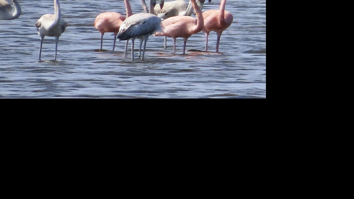 Have you seen a giant pink bird? Audubon Florida is holding a flamingo  'census