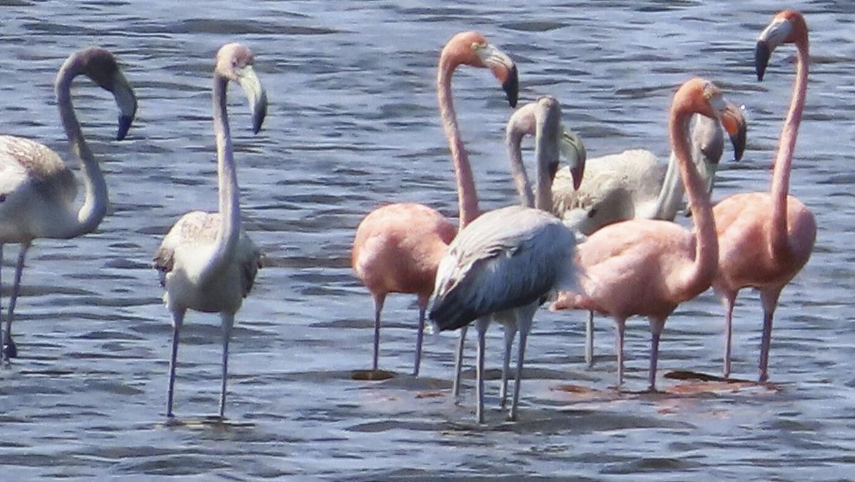 Flamingos in Outer Banks