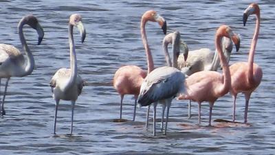 Flamingos in Outer Banks