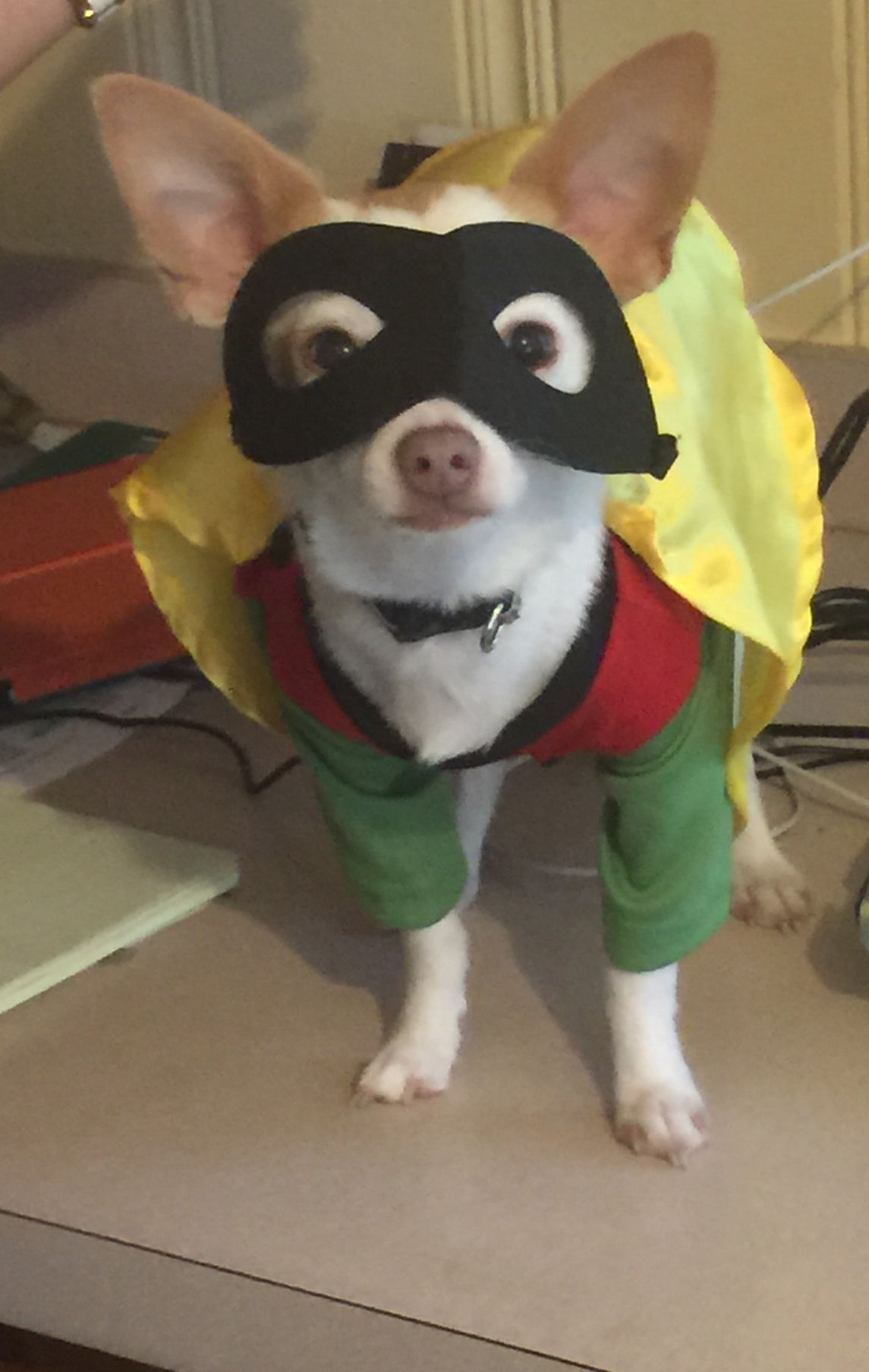 The Pet Shop Halloween Costume Contest entries Blog The Pet Shop