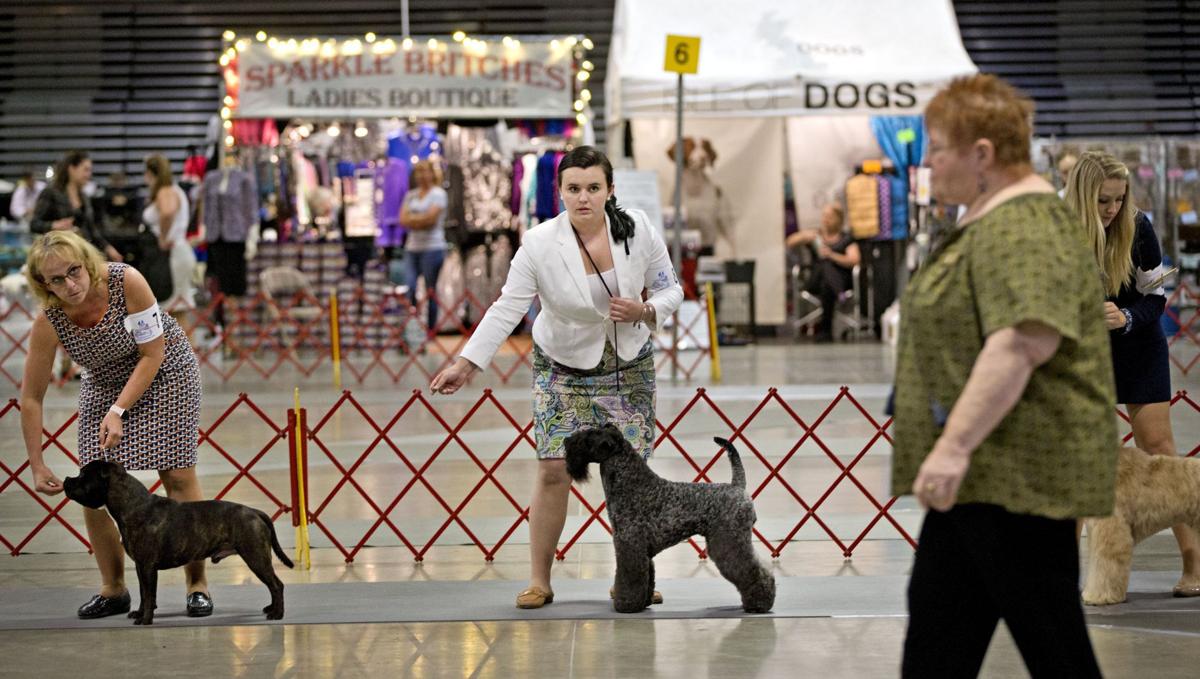 American Kennel Club dog show at Greensboro Coliseum Gallery