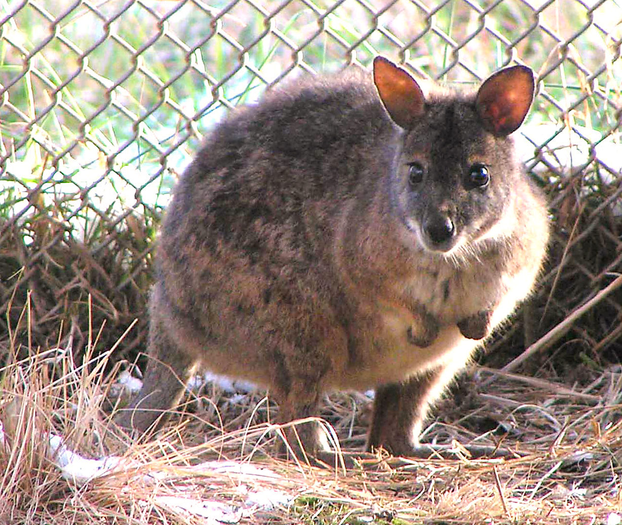 Zoos wallabies keep low profile