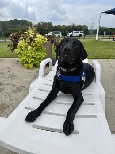 More Than 60 Dogs Make a Splash at the 2026 Dog Day at the Pool