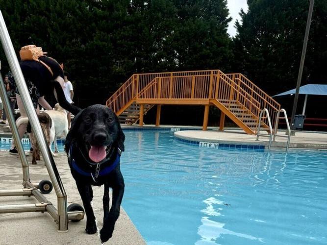 More Than 60 Dogs Make a Splash at the 2026 Dog Day at the Pool