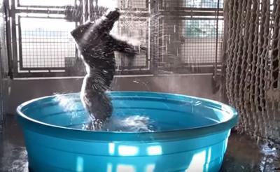 Watch Gorilla Dances Like A Maniac In Kiddie Pool Greensboro Com
