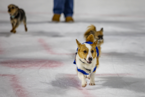 SMALL DAWG RACE INFORMATION