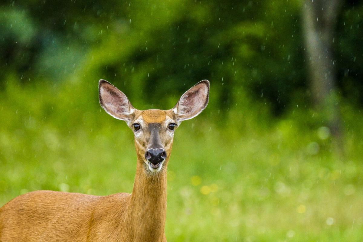 Deer
