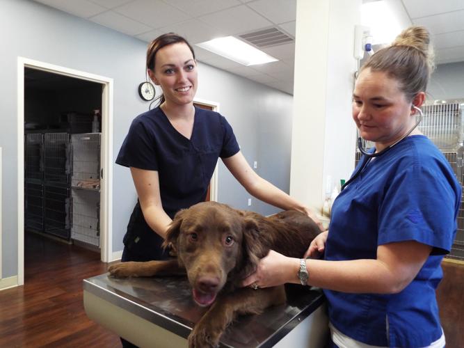 Ann Fish: Wentworth Animal Hospital is veterinarian's down-home dream come  true