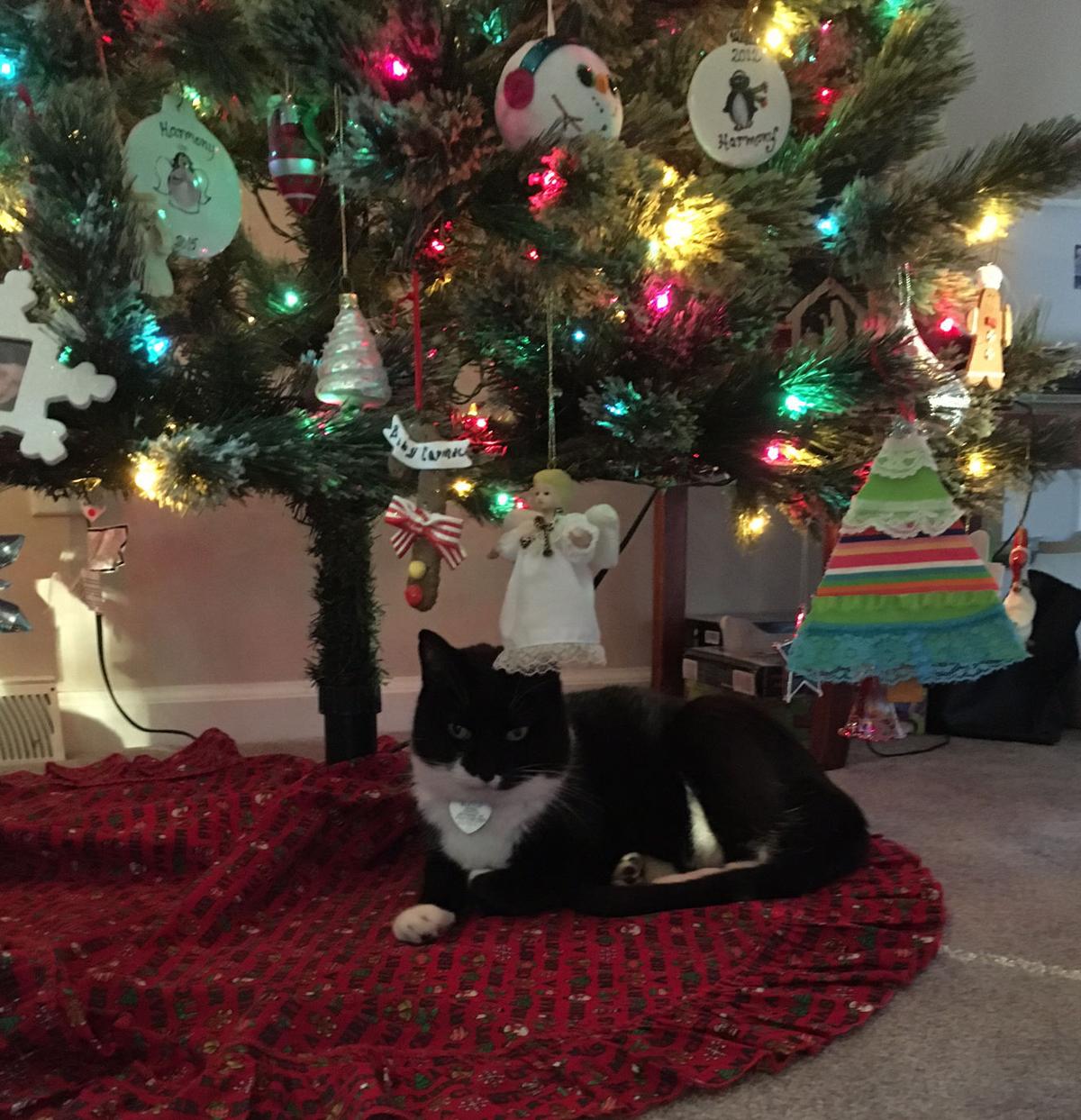 Pet Shop Ariel And Peanut Square Off The Christmas Tree Blog