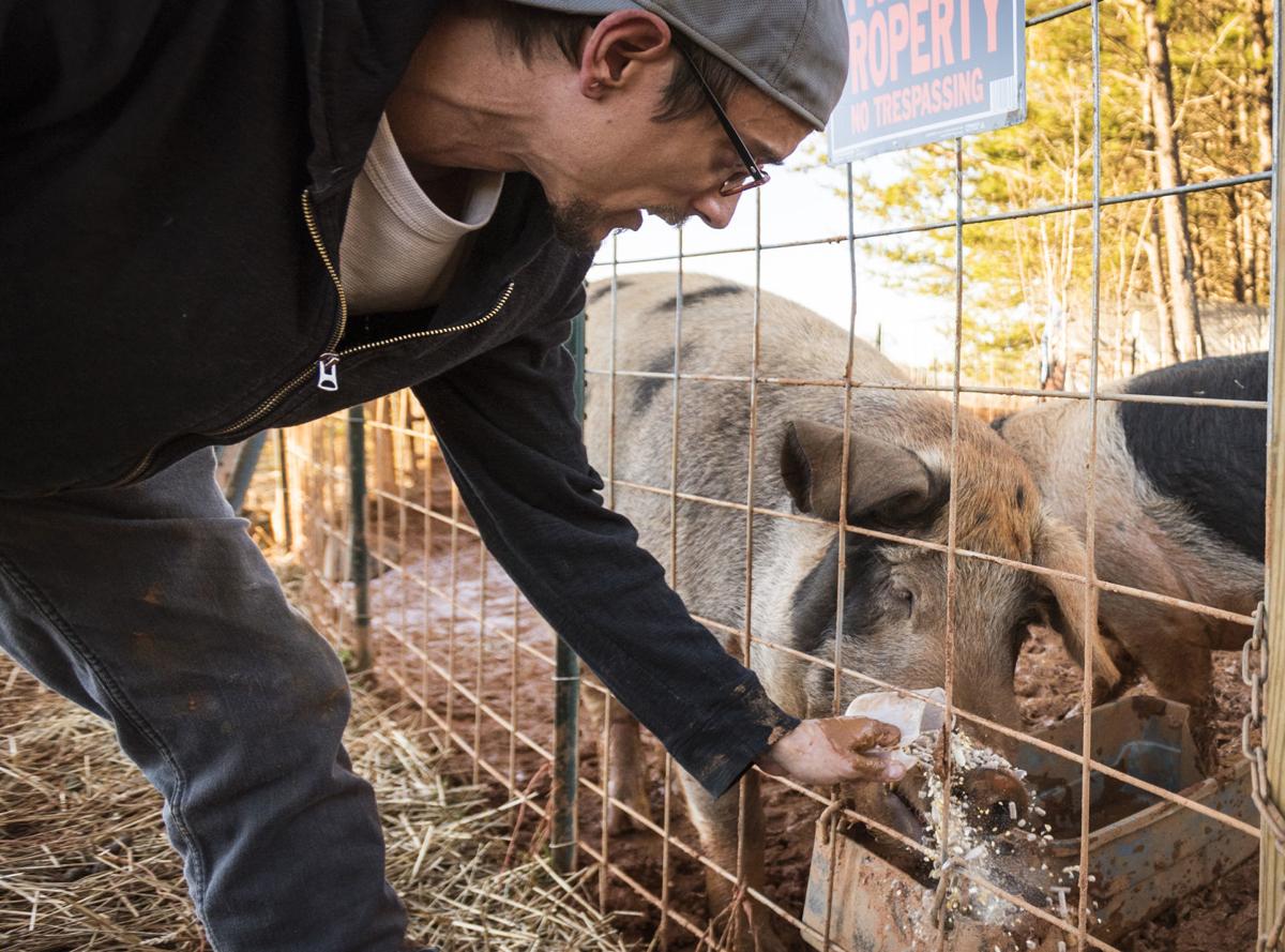Danbury Couple Has 37 Pet Pigs At Triad S Only Pig Sanctuary Local News Greensboro Com