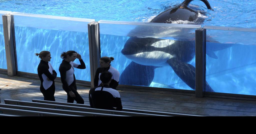SeaWorld orca that killed trainer is suffering with bacterial infection  (VIDEO)