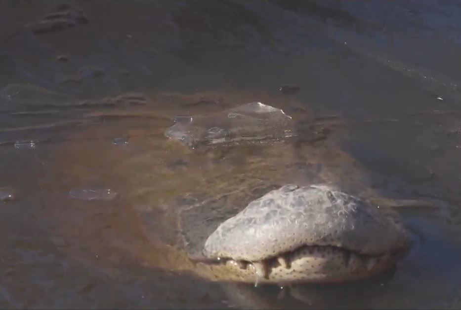 They did it again! Watch as alligators poke their noses above the ice
