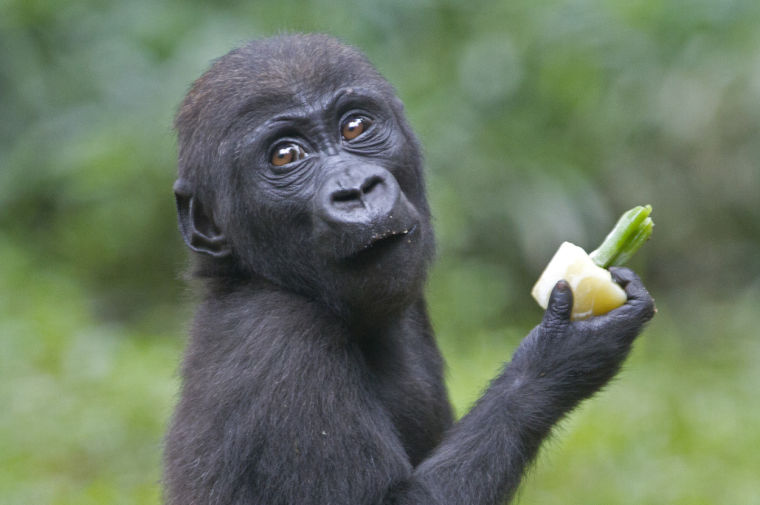 Great Ape No See, But do: Gorillas Develop Food-Cleaning Behaviour Without Social Cues