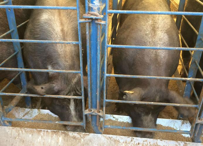 NCAT farm - pigs eating