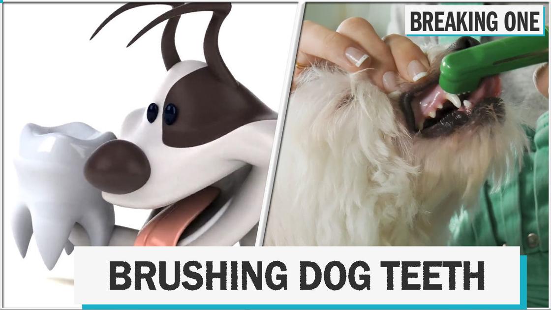 Keep Your Dog S Teeth Clean With These Easy Tips Entertainment Greensboro Com