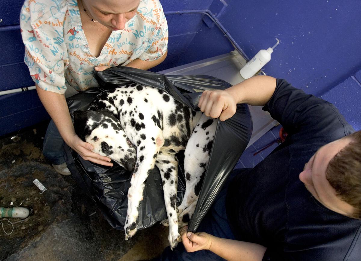 Animal shelter policy upsets rescue groups | Community News
