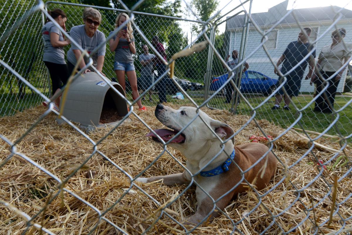 Organization builds kennels for chained dogs Lifestyles