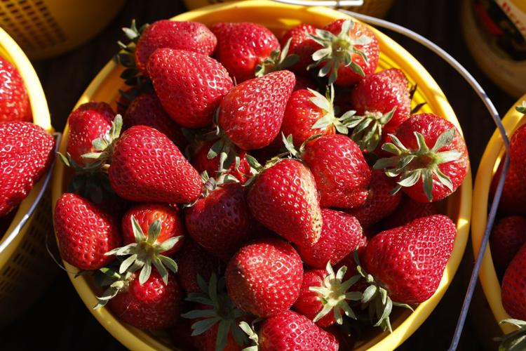 Where to go pick your own strawberries in Greensboro