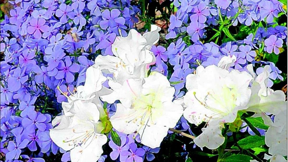 Azaleas Make Triad A Paradise Greensboro Com - Triad Asian Vegetable Garden Azaleas Make Triad A Paradise Greensboro Com - Triad Asian Vegetable Garden