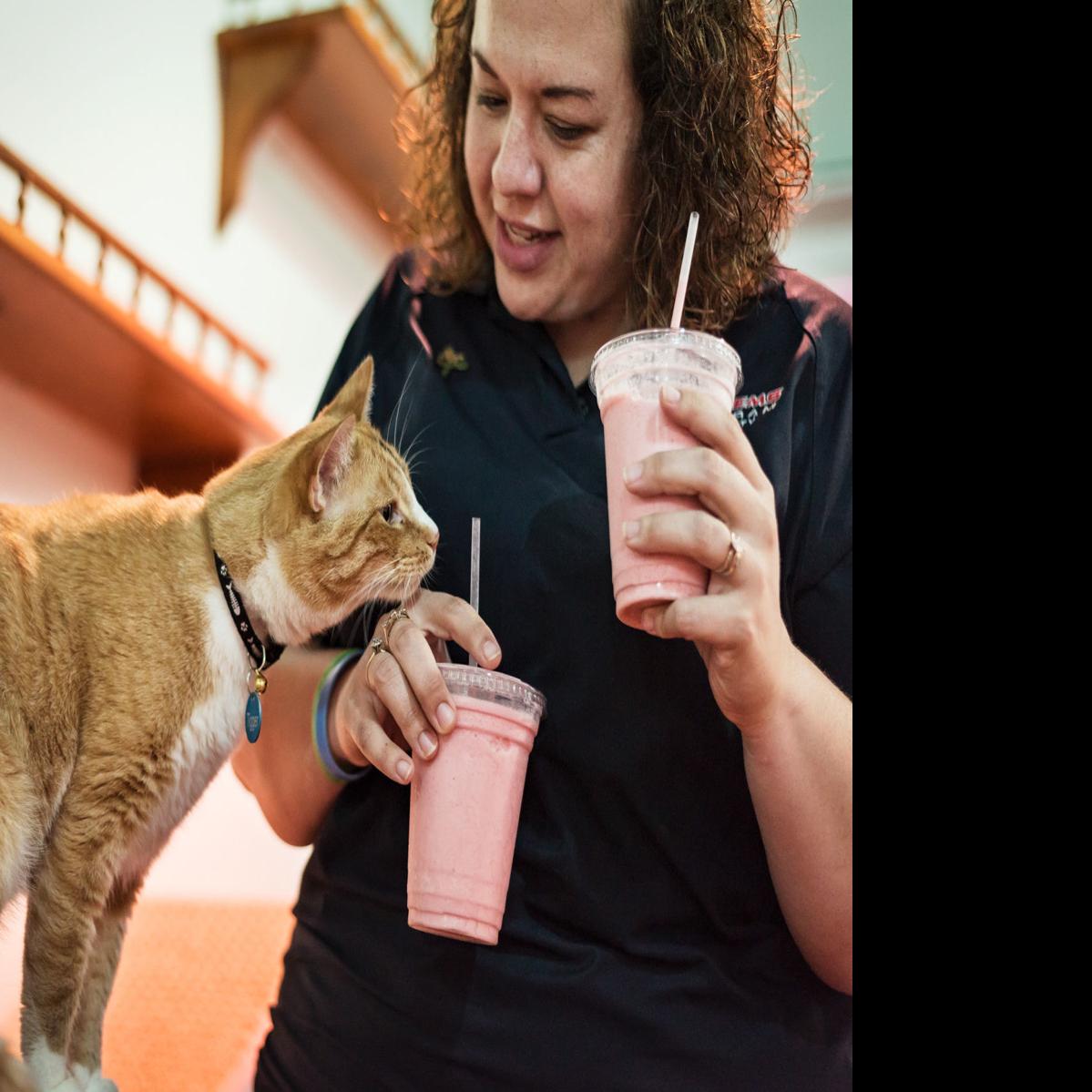 Cats And Waffles Kernersville Cafe Offers Bakery Treats And A