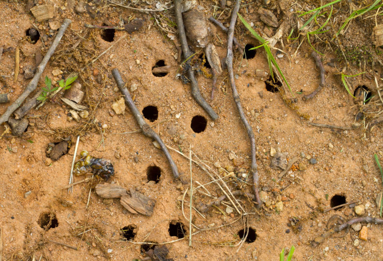 Cicada Invasion Creates Swarmageddon Latest News