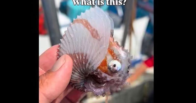 Mysterious, fabled sea creature reeled onto California fishing boat Pete Thomas For The Win Jul 3, 2026 8 mins ago