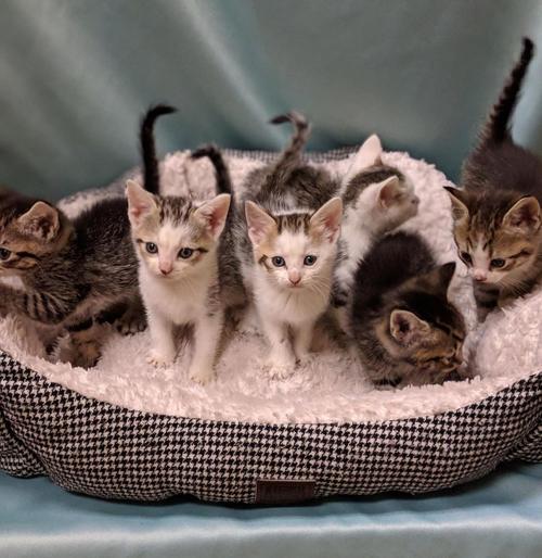 Empty The Shelter