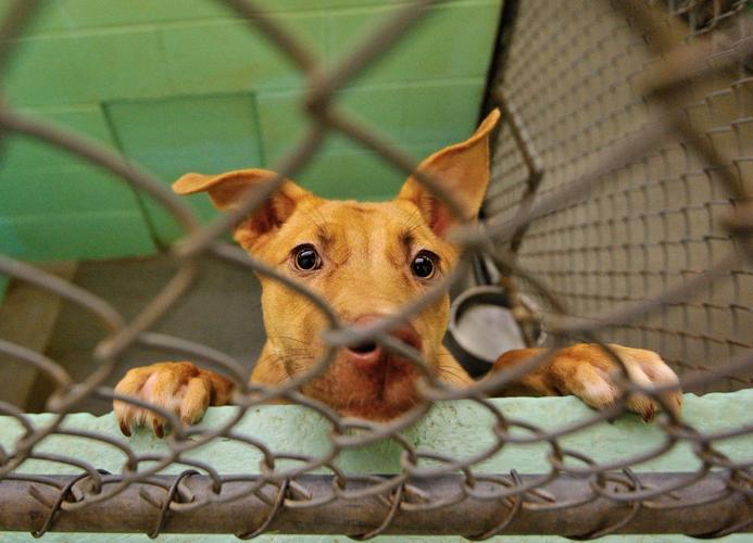 Guilford Shelter 01_082215
