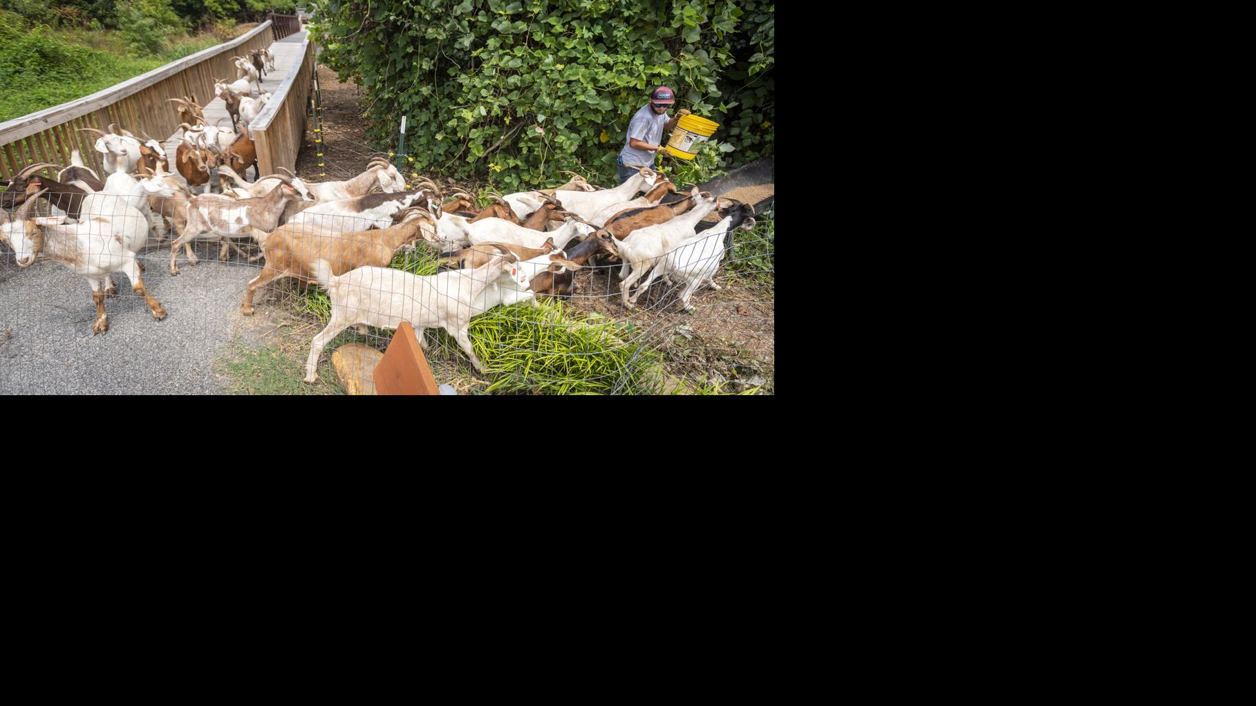 55 goats are eating acres of kudzu along Salem Creek Greenway in