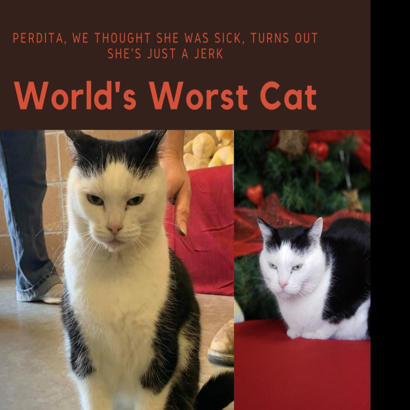 World S Worst Cat Up For Adoption At North Carolina Shelter