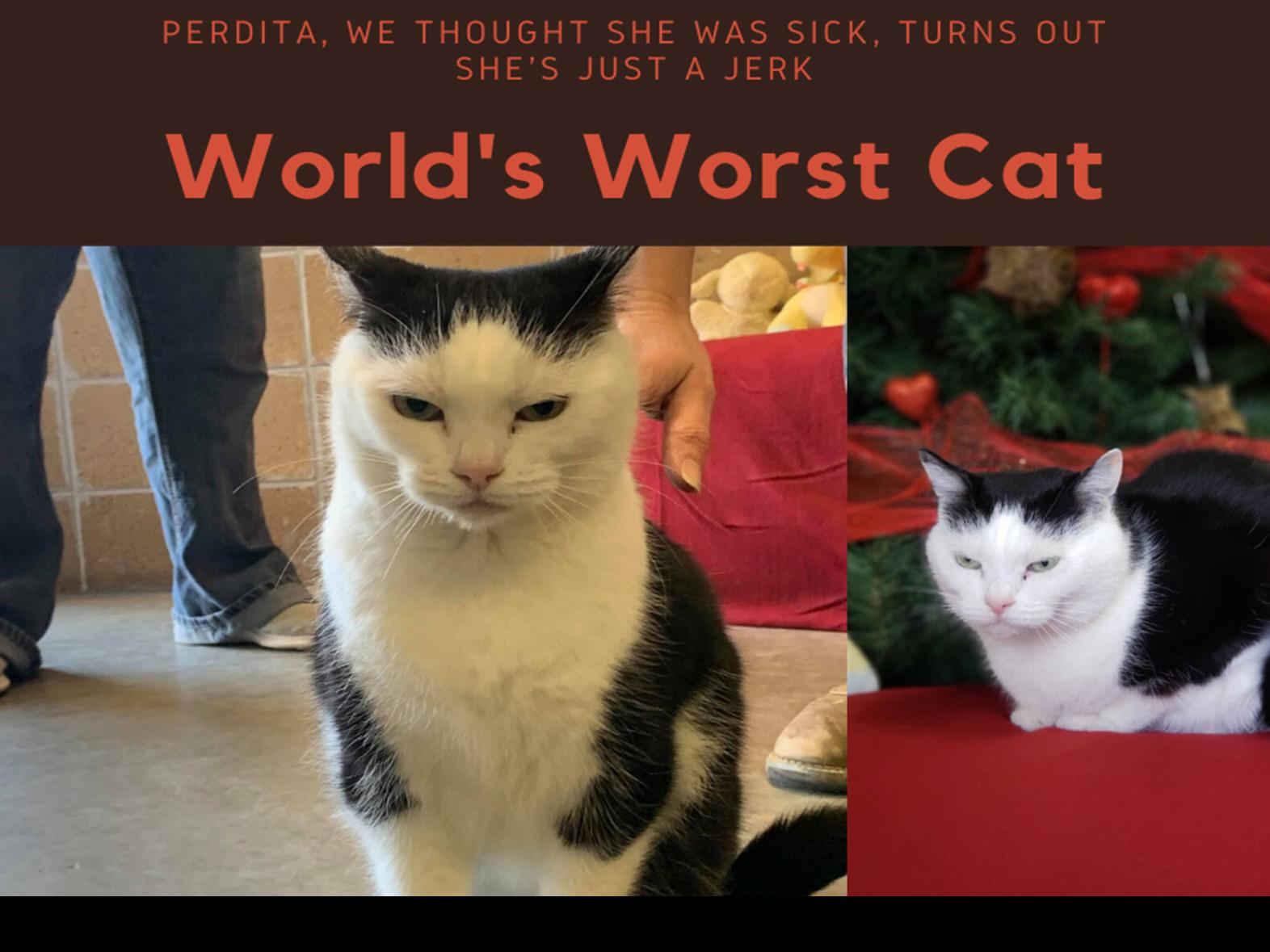 World S Worst Cat Up For Adoption At North Carolina Shelter