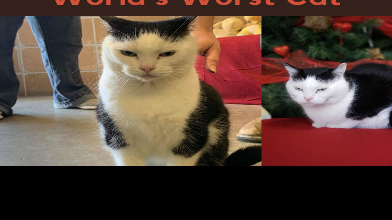 World S Worst Cat Up For Adoption At North Carolina Shelter She S Just A Jerk State Region Greensboro Com