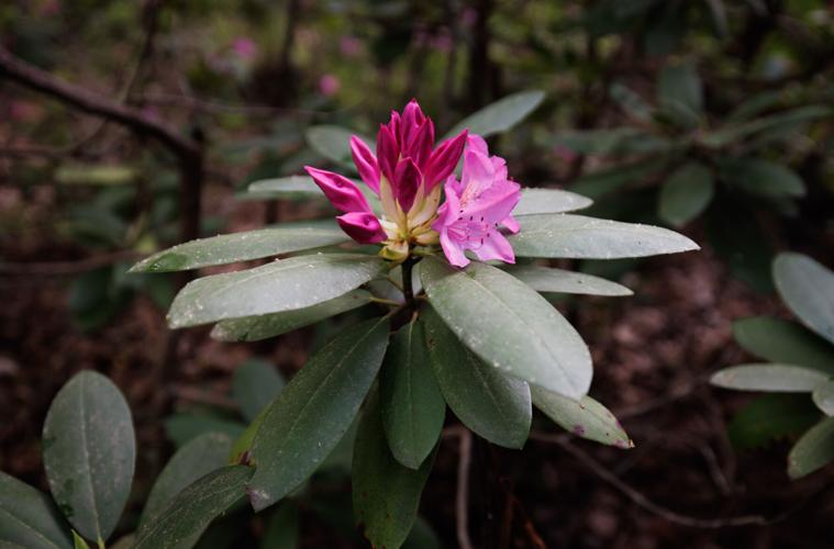 Rhododendrons in bloom