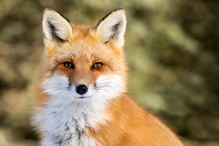 Is that a fox or coyote? How to tell what's really in your backyard — and  why